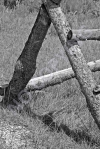 A5 - Log Fence
