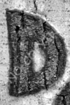 D1 - Bark