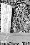 L8 - Wood