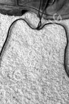M2 - Boot Strings