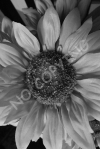 O5 - Flower
