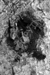 Q6 - Tree Knot