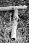 T2 - Branches