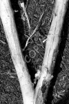 V2 - Branch