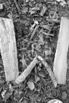 W5 - Wood