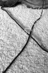 X1 - Boot Strings