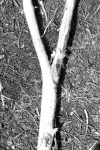 Y2 - Branch