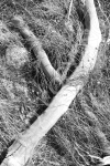 Y5 - Sticks